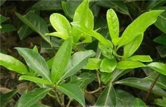 怎么扦插冬青？