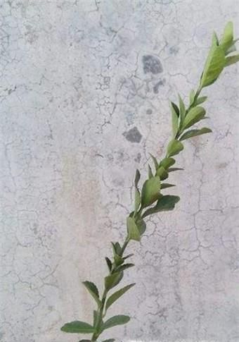 怎么扦插冬青？