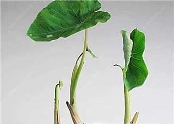 怎样把芋头水培成绿植