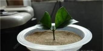 怎么扦插冬青？