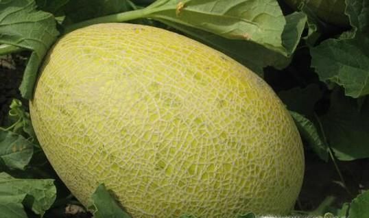 哈密瓜的功效和作用有哪些？如果挑选哈密瓜