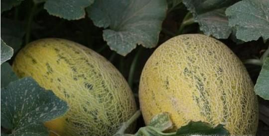 哈密瓜的功效和作用有哪些？如果挑选哈密瓜