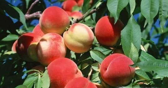 最适合夏天吃的水果有哪些