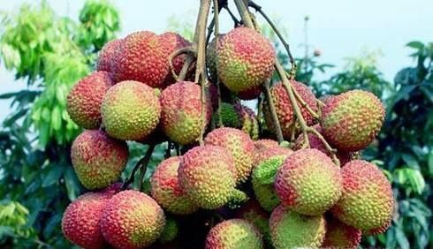 海南妃子笑荔枝营养价值