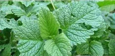 雨天很多大水蚁怎么办 雨天如何对付黄翅大白蚁