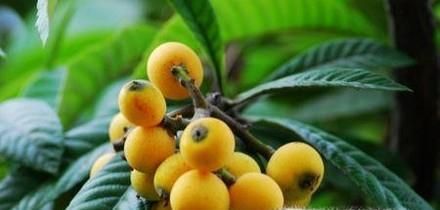 吃枇杷果有什么好处及禁忌？