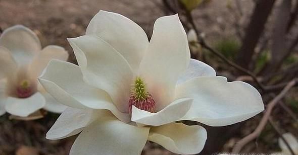 和送花有关的艺术