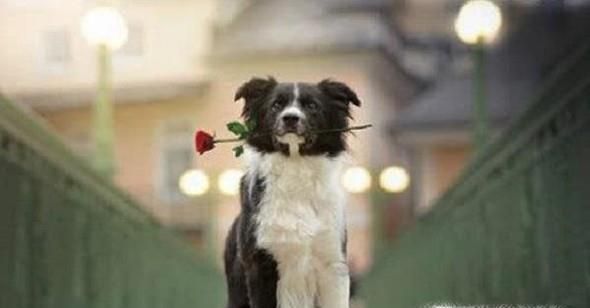 如何做一只优秀的单身狗