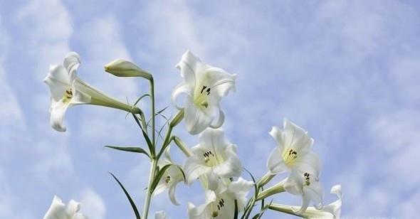 和送花有关的艺术