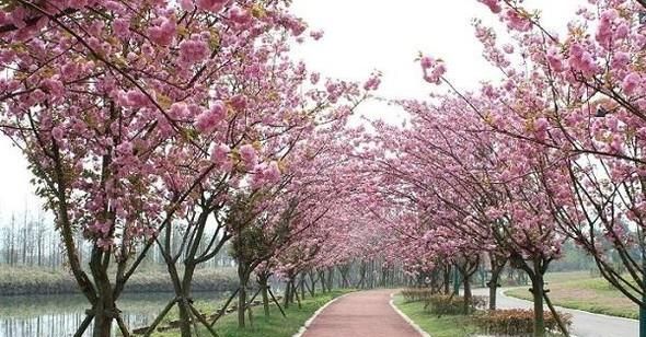 如何做一只优秀的单身狗