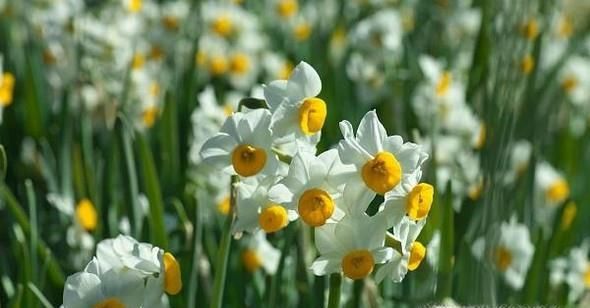 和送花有关的艺术