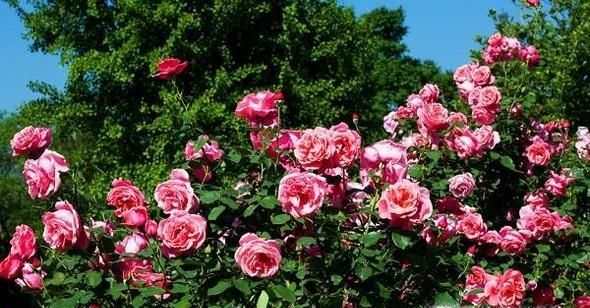 和送花有关的艺术