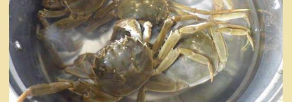 青蟹怎么保存