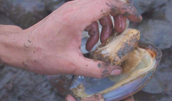 河蚌怎么洗