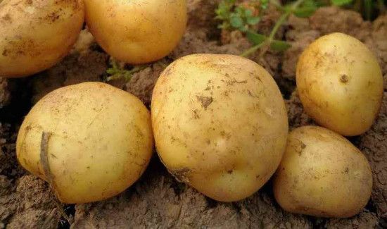 芹菜和土豆能一起吃吗