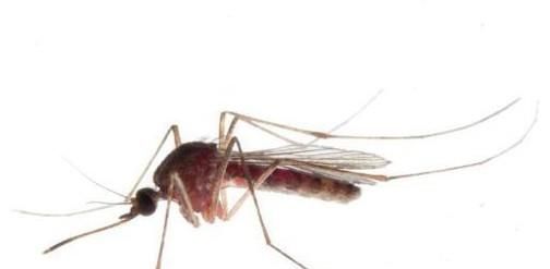 关于蚊子的那些事！