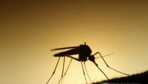 关于蚊子的那些事！