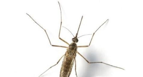 关于蚊子的那些事！