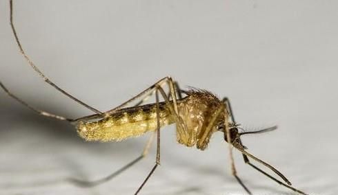 关于蚊子的那些事！