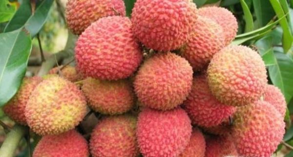 荔枝能不能多吃