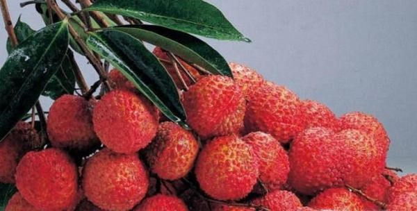 荔枝能不能多吃