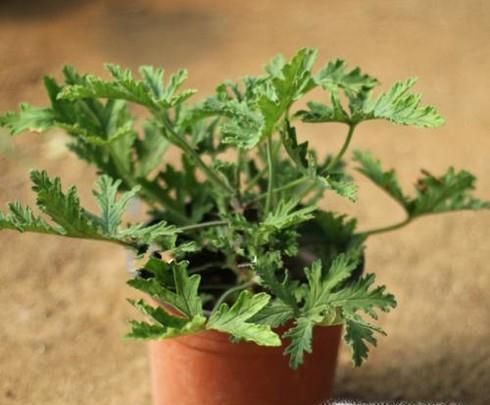 怎样让蚊子不敢进你的房间？