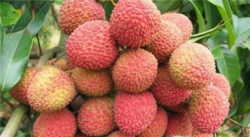吃荔枝有什么作用和功效