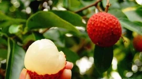 吃荔枝有什么作用和功效