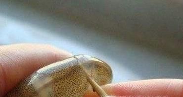 如何快速去虾线？