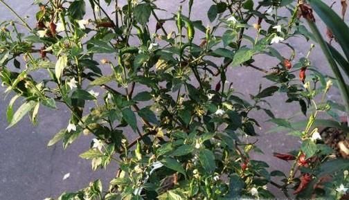 怎么挑选木本植物？