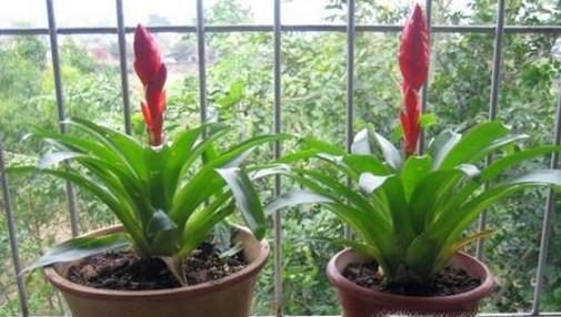 怎么挑选木本植物？