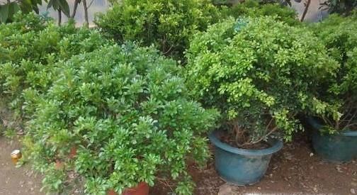 怎么挑选木本植物？