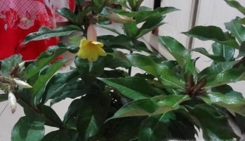 怎么挑选木本植物？