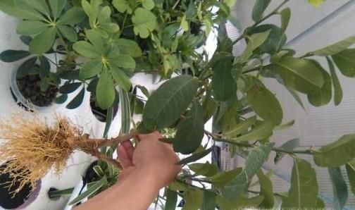 怎么挑选木本植物？