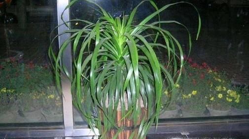 怎么挑选木本植物？