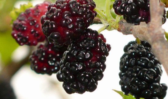 桑葚和小龙虾能一起吃吗