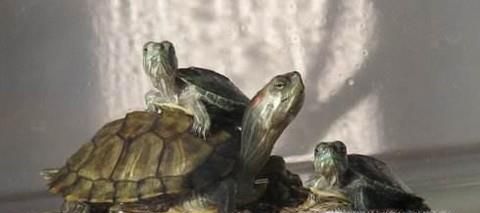 小龟掉皮怎么处理