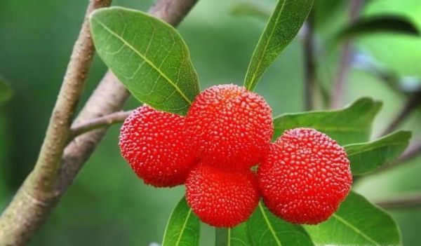 吃杨梅的好处与注意事项