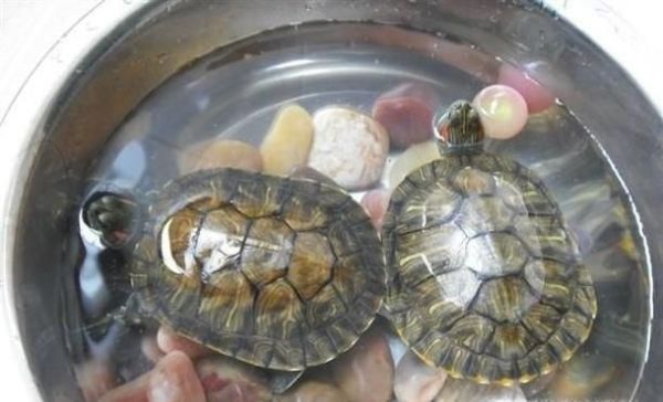 小龟掉皮怎么处理