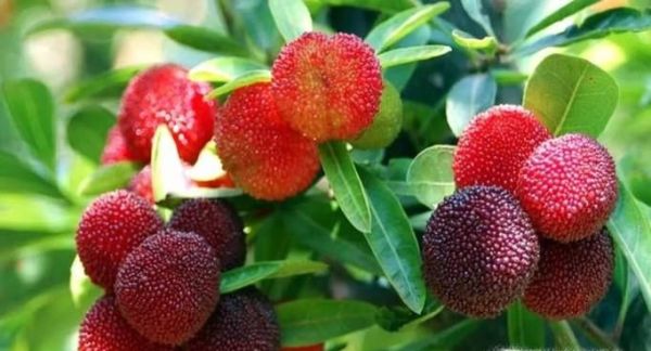 吃杨梅的好处与注意事项