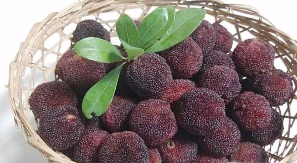 吃杨梅的好处与注意事项