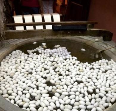 蚕蛹怎么取出来