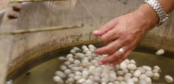 蚕蛹怎么取出来