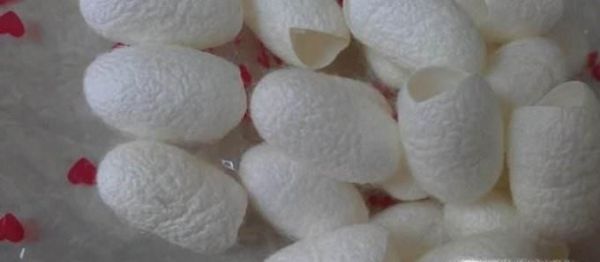 蚕蛹怎么取出来