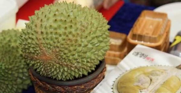 如何辨别猫山王的真假