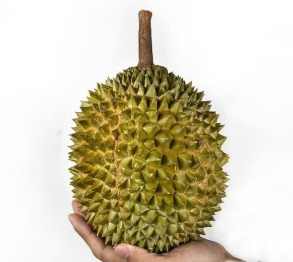 如何辨别猫山王的真假