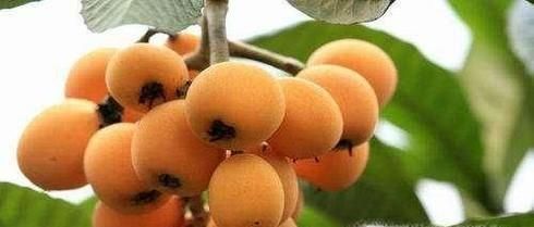 吃枇杷的好处与注意事项