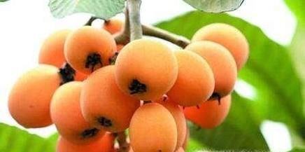 吃枇杷的好处与注意事项