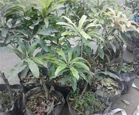 杨梅种子怎么种盆栽