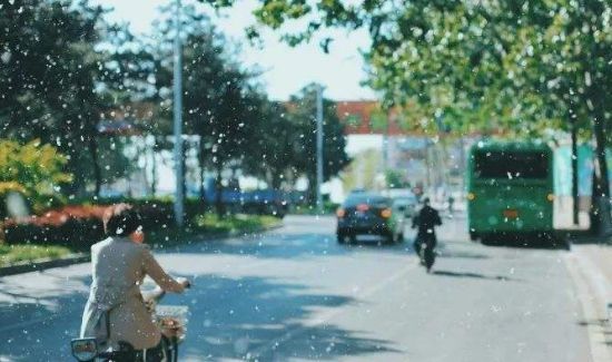 屋里柳絮怎么清理